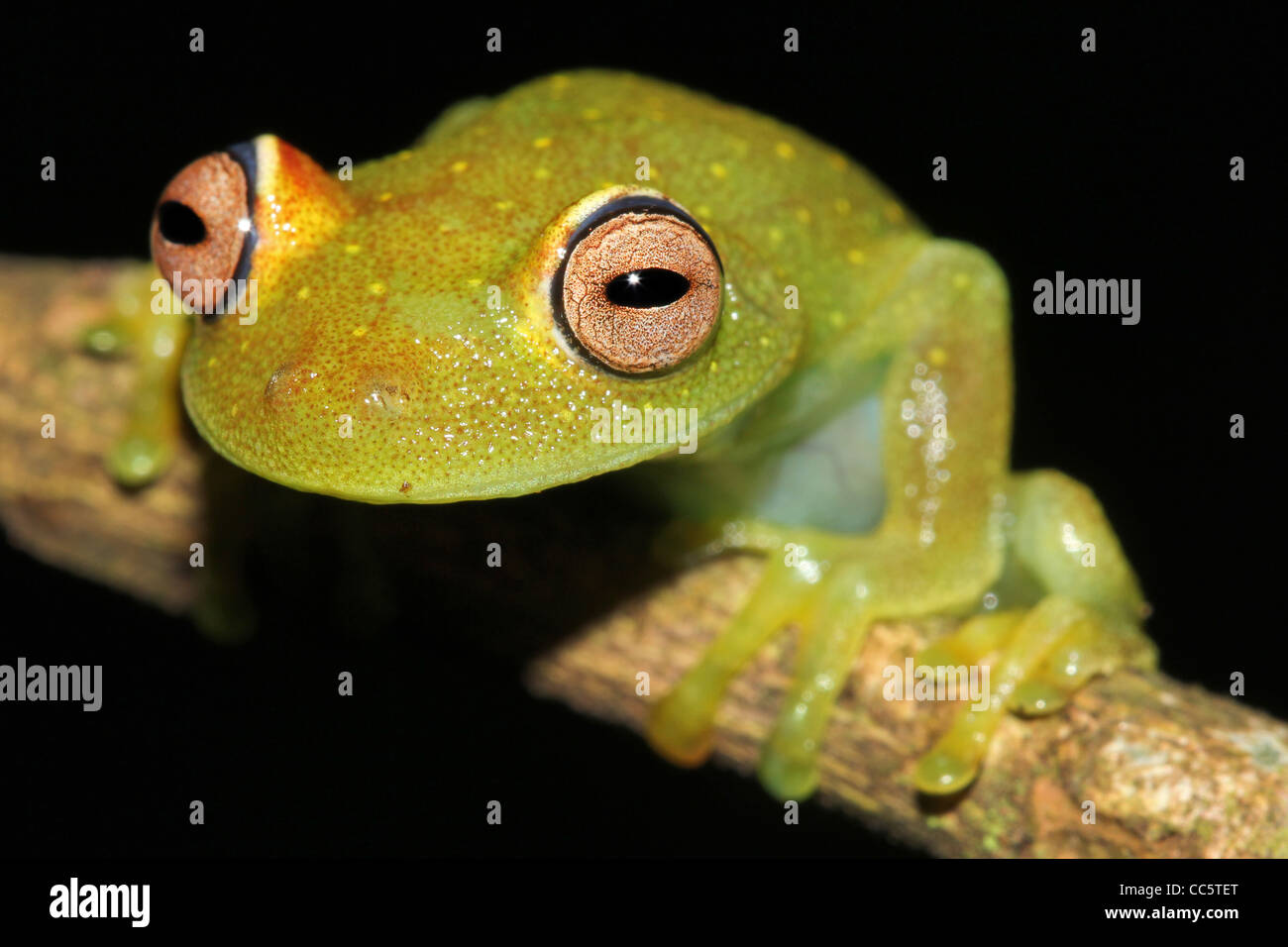 Eine grobe gehäutet grün Glas Treefrog (Hypsiboas Cinerascens) in den peruanischen Amazonas isoliert auf schwarz mit Platz für text Stockfoto