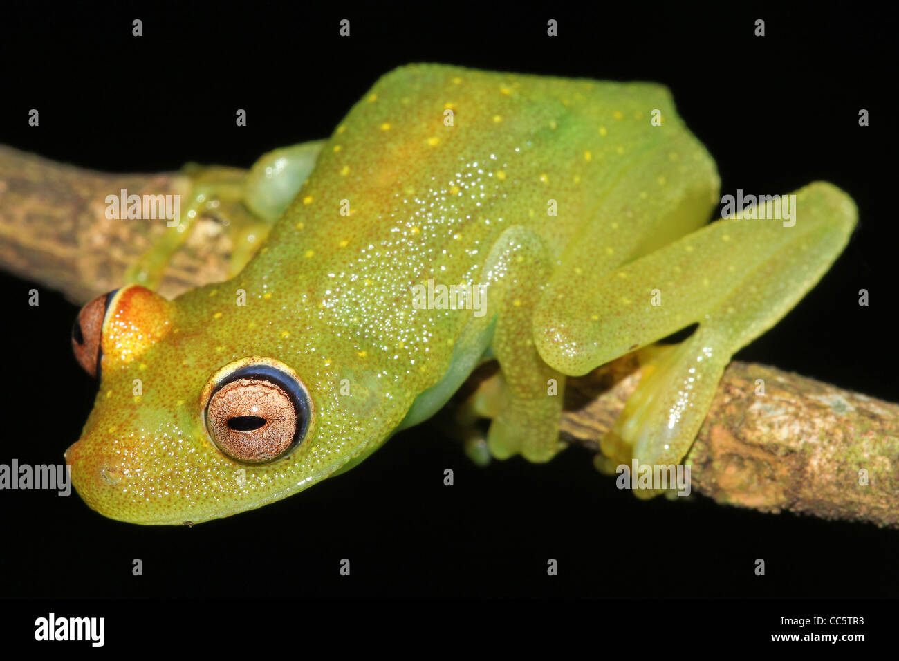 Eine grobe gehäutet grün Glas Treefrog (Hypsiboas Cinerascens) in den peruanischen Amazonas isoliert auf schwarz mit Platz für text Stockfoto