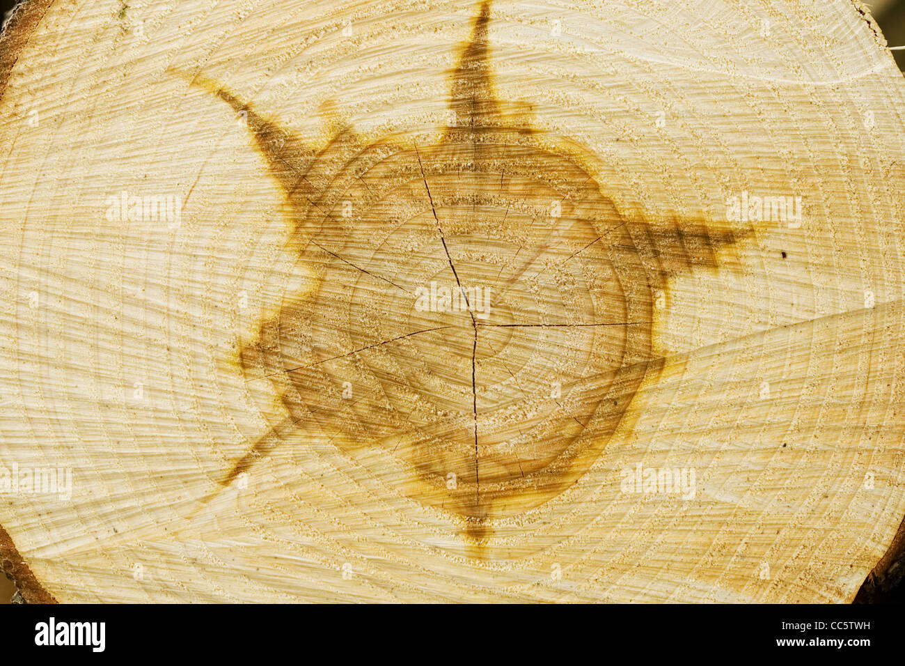 Jahresringe an einem Baumstamm Stockfoto
