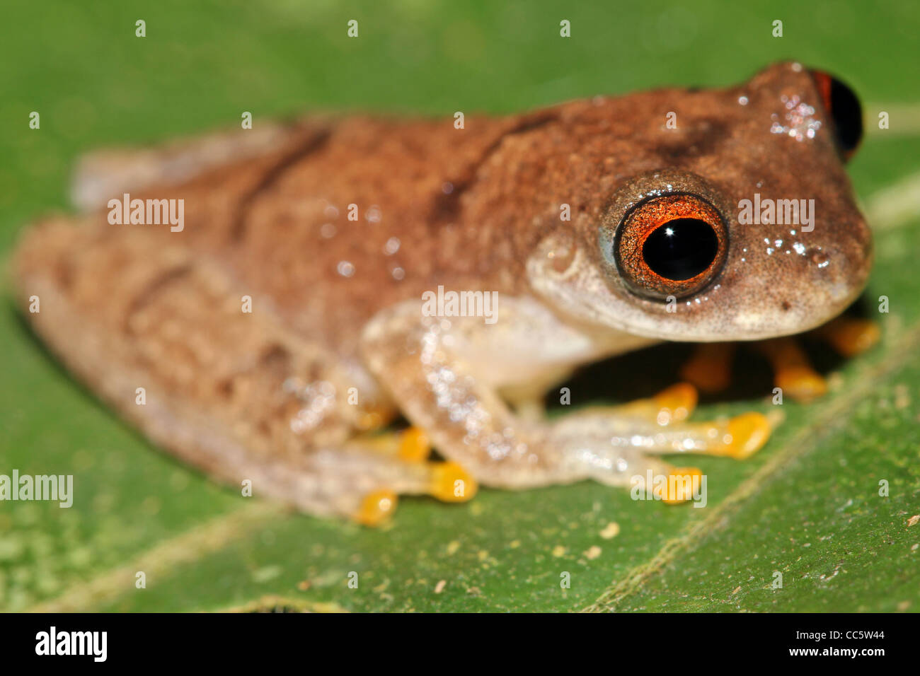 Eine winzige Leal Treefrog (Dendropsophus Leali) im peruanischen Amazonasgebiet Stockfoto