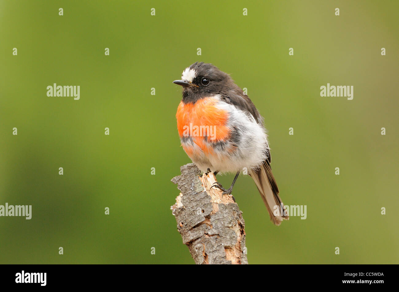 Scharlachrote Robin Petroica multicolor Männchen Mauser fotografiert in Tasmanien, Australien Stockfoto