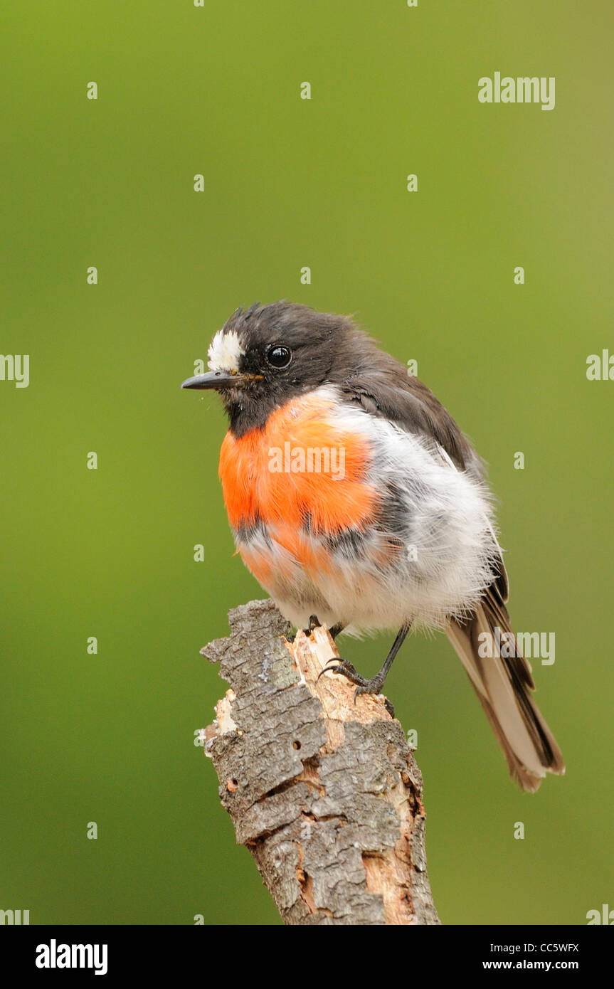 Scharlachrote Robin Petroica multicolor Männchen Mauser fotografiert in Tasmanien, Australien Stockfoto