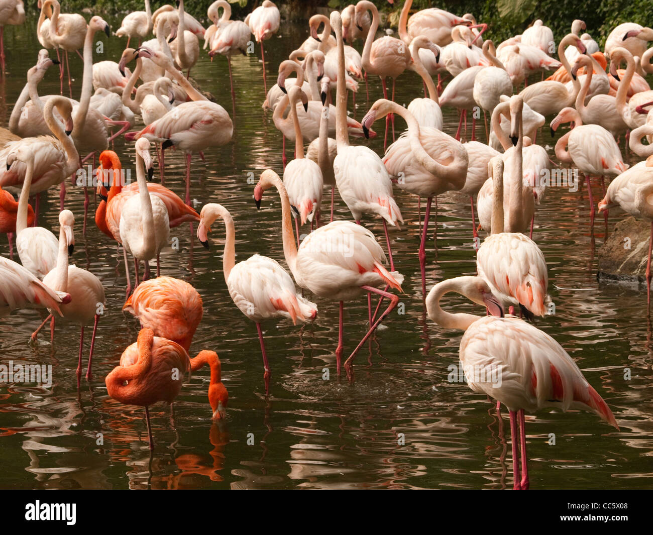 Flamingos, wilde Tier Zoo, Shenzhen, Guangdong, China Stockfoto
