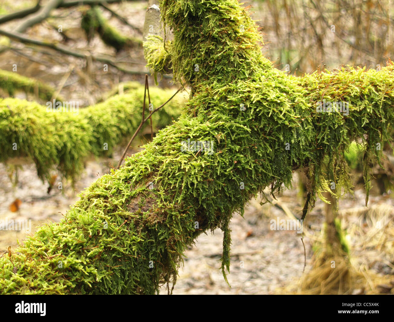 Baum mit Moos / Baum Mit Moos Stockfoto