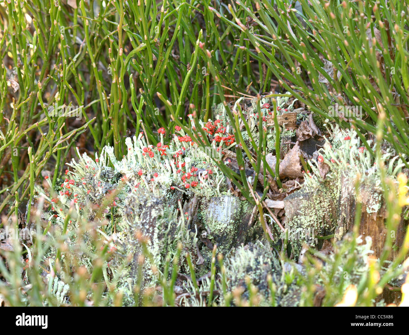 Flechten / Cladonia Macilenta, Cladonia Fimbriata / Rotfrüchtige Säulenflechte Und Trompetenflechte Stockfoto