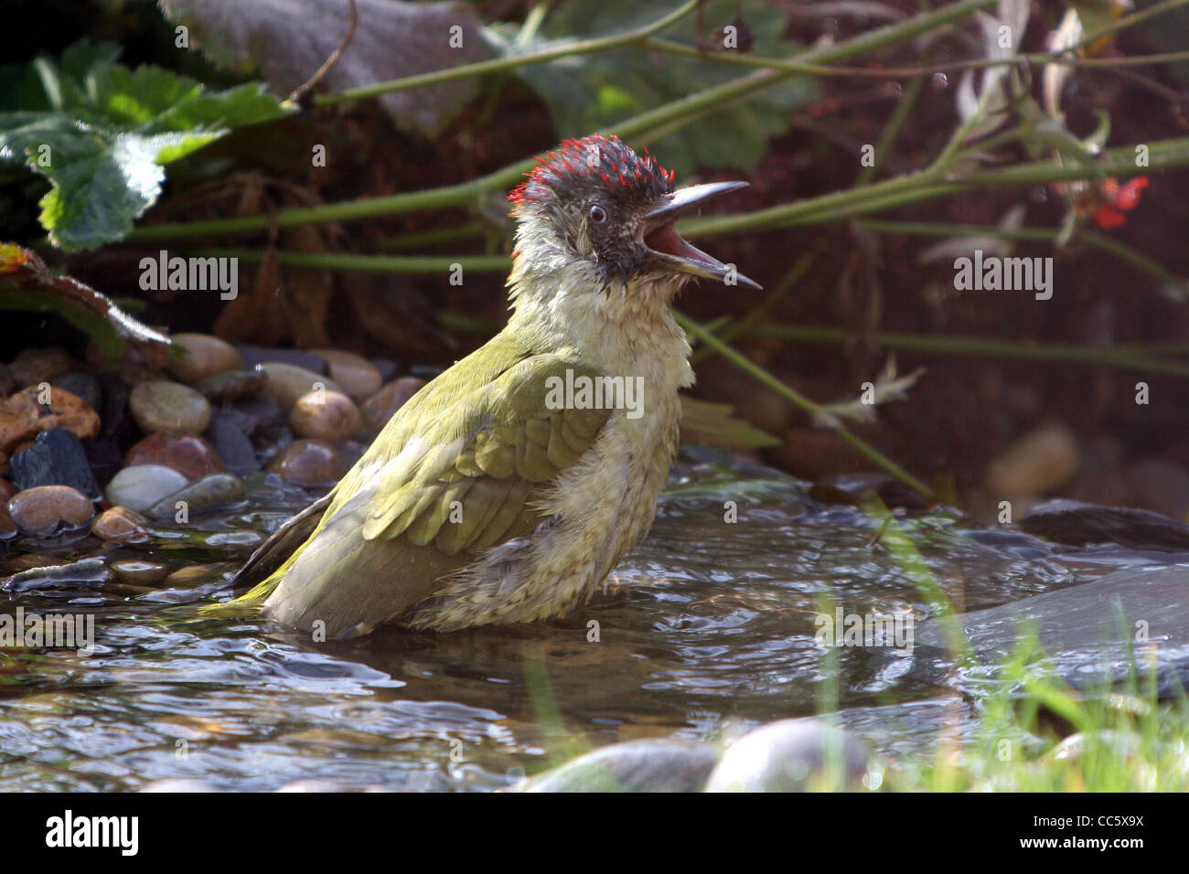 Eine europäische Grünspecht - Picus Viridis nimmt ein Bad in einem Bach in einem Hausgarten in Telford, Shropshire. Stockfoto