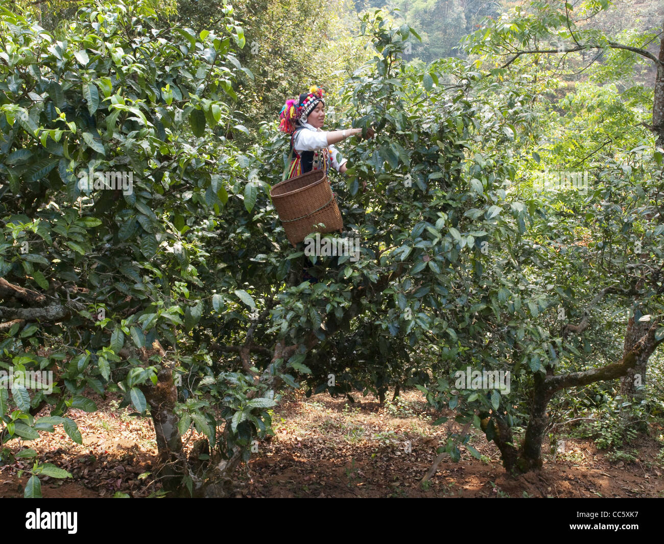 Hani Frau Tee sammeln Blätter, Mahei Dorf, Yiwu, Xishuangbanna, Yunnan, China Stockfoto