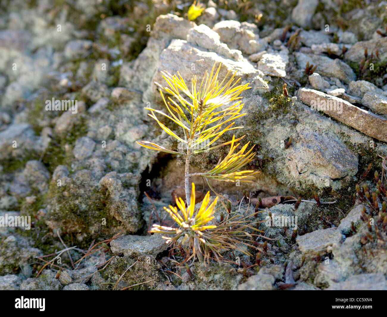junge Kiefern wachsen zwischen Felsen / Pinus / Junge Kiefer Wächst Zwischen Felsen Stockfoto