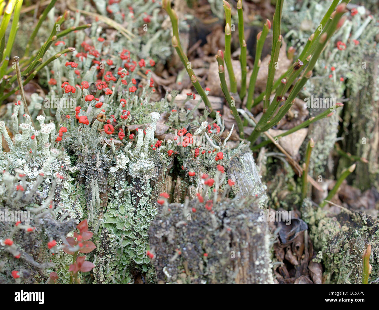 Flechten / Cladonia Macilenta, Cladonia Fimbriata / Rotfrüchtige Säulenflechte Und Trompetenflechte Stockfoto