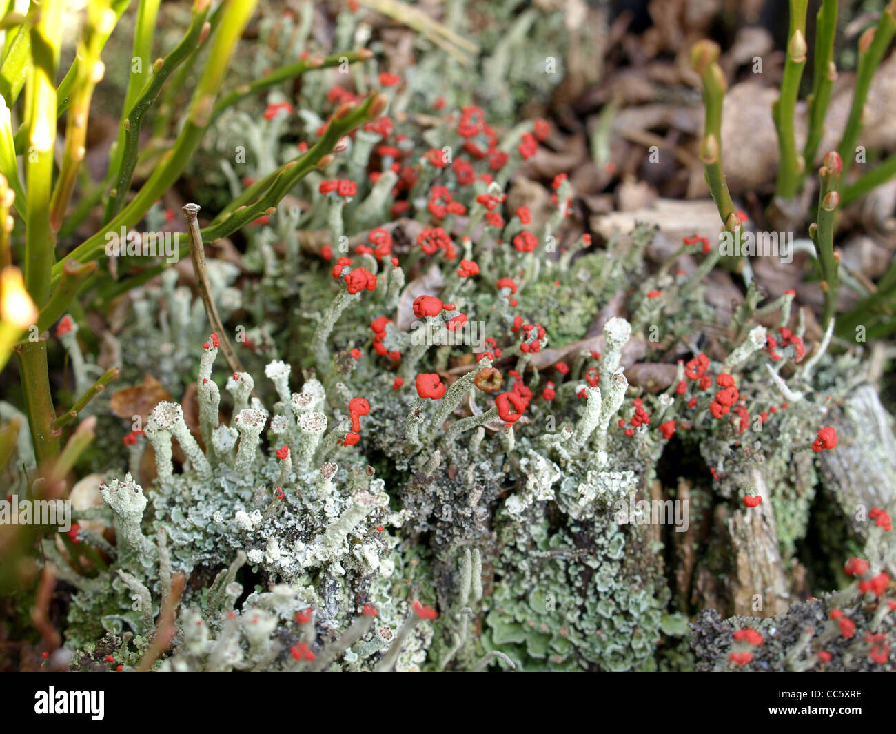 Flechten / Cladonia Macilenta, Cladonia Fimbriata / Rotfrüchtige Säulenflechte Und Trompetenflechte Stockfoto