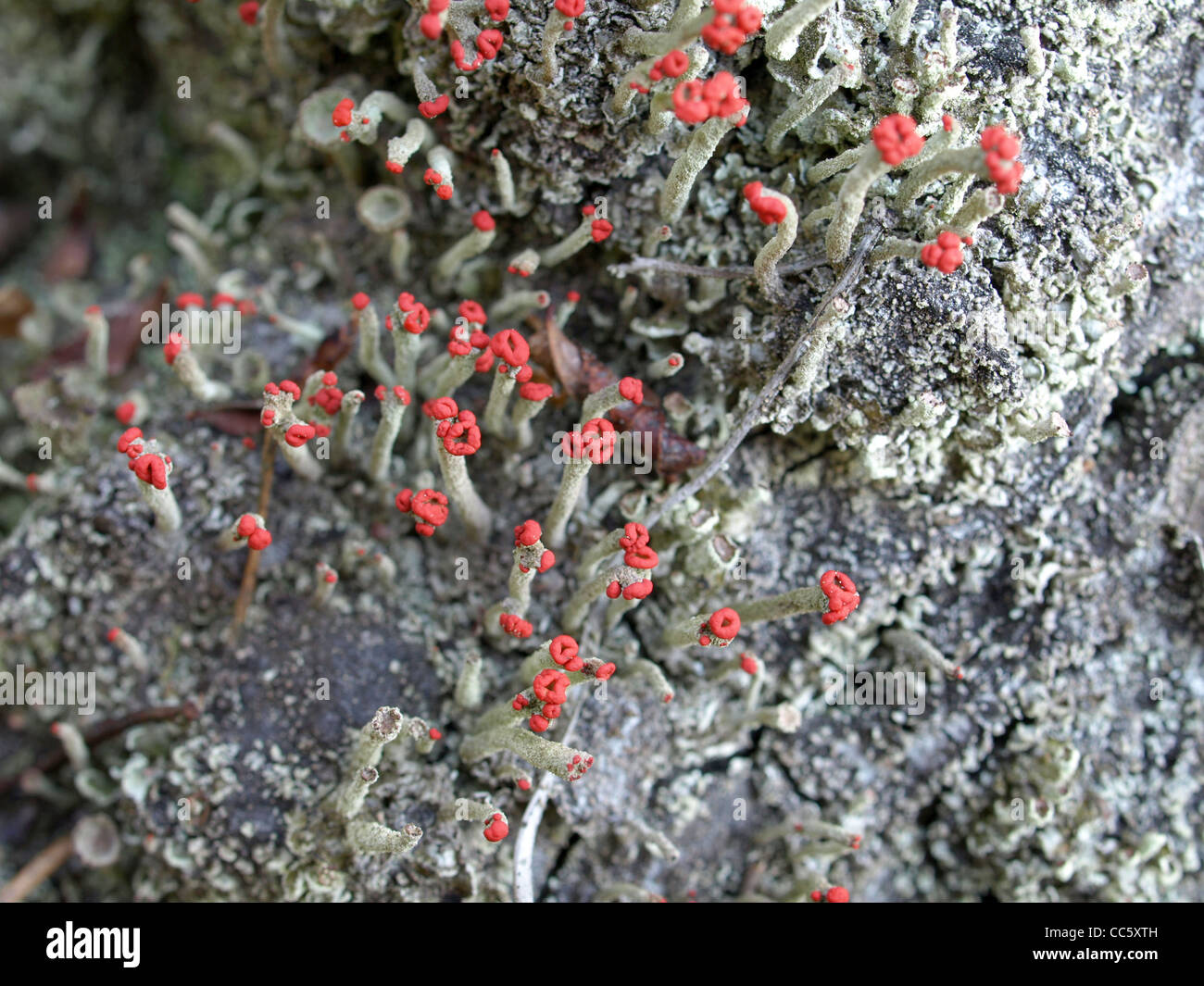 Flechten / Cladonia Macilenta, Cladonia Fimbriata / Rotfrüchtige Säulenflechte Und Trompetenflechte Stockfoto
