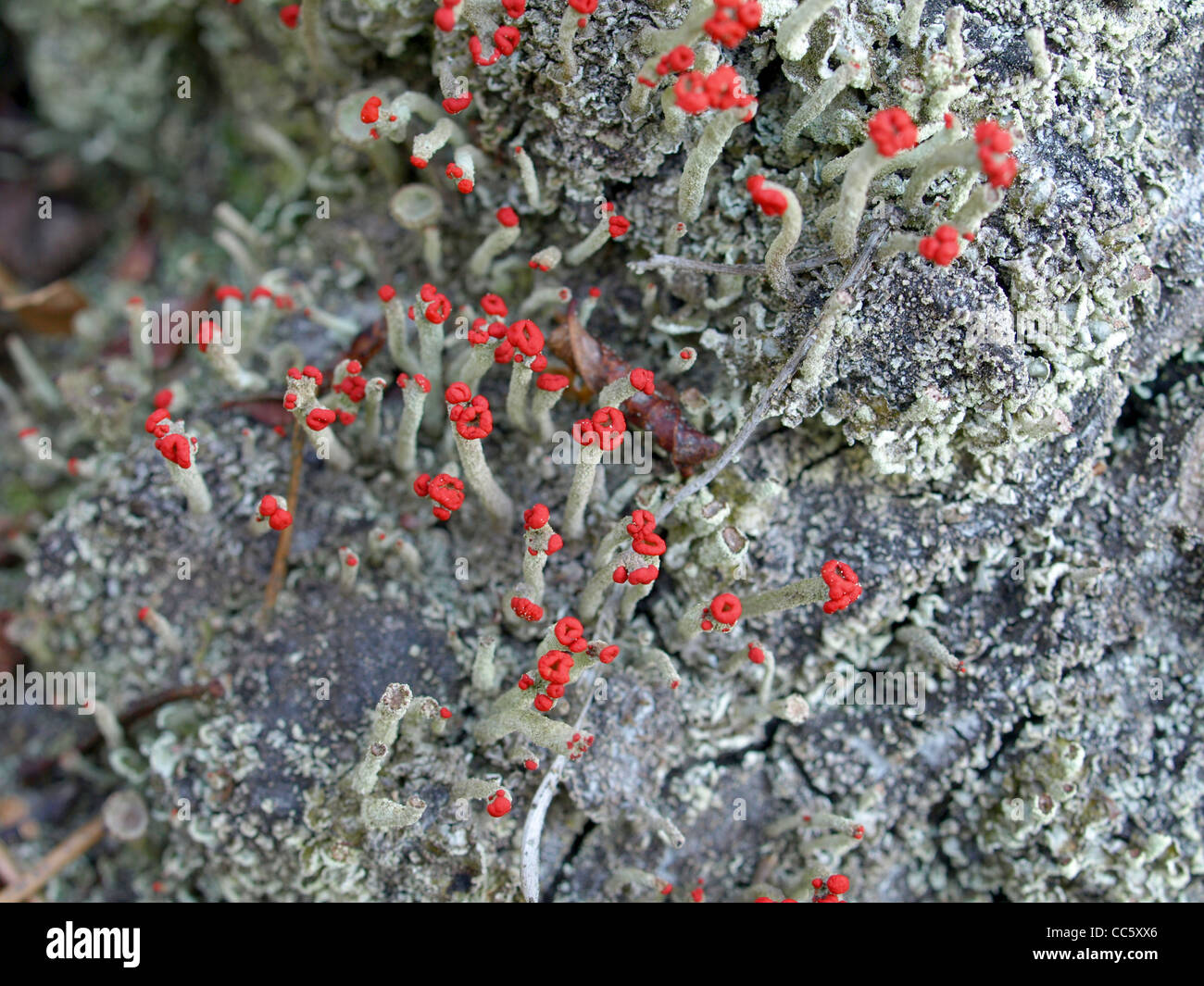 Flechten / Cladonia Macilenta, Cladonia Fimbriata / Rotfrüchtige Säulenflechte Und Trompetenflechte Stockfoto