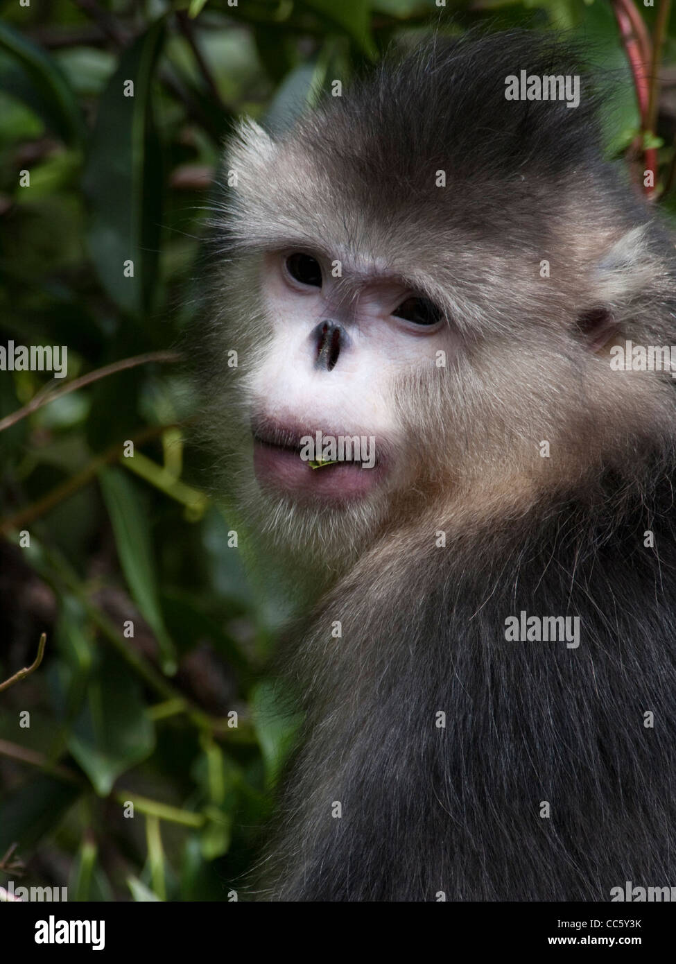 Schwarzen stupsnasige Affe, Yunling Berge Nature Reserve, Nujiang, Yunnan, China Stockfoto