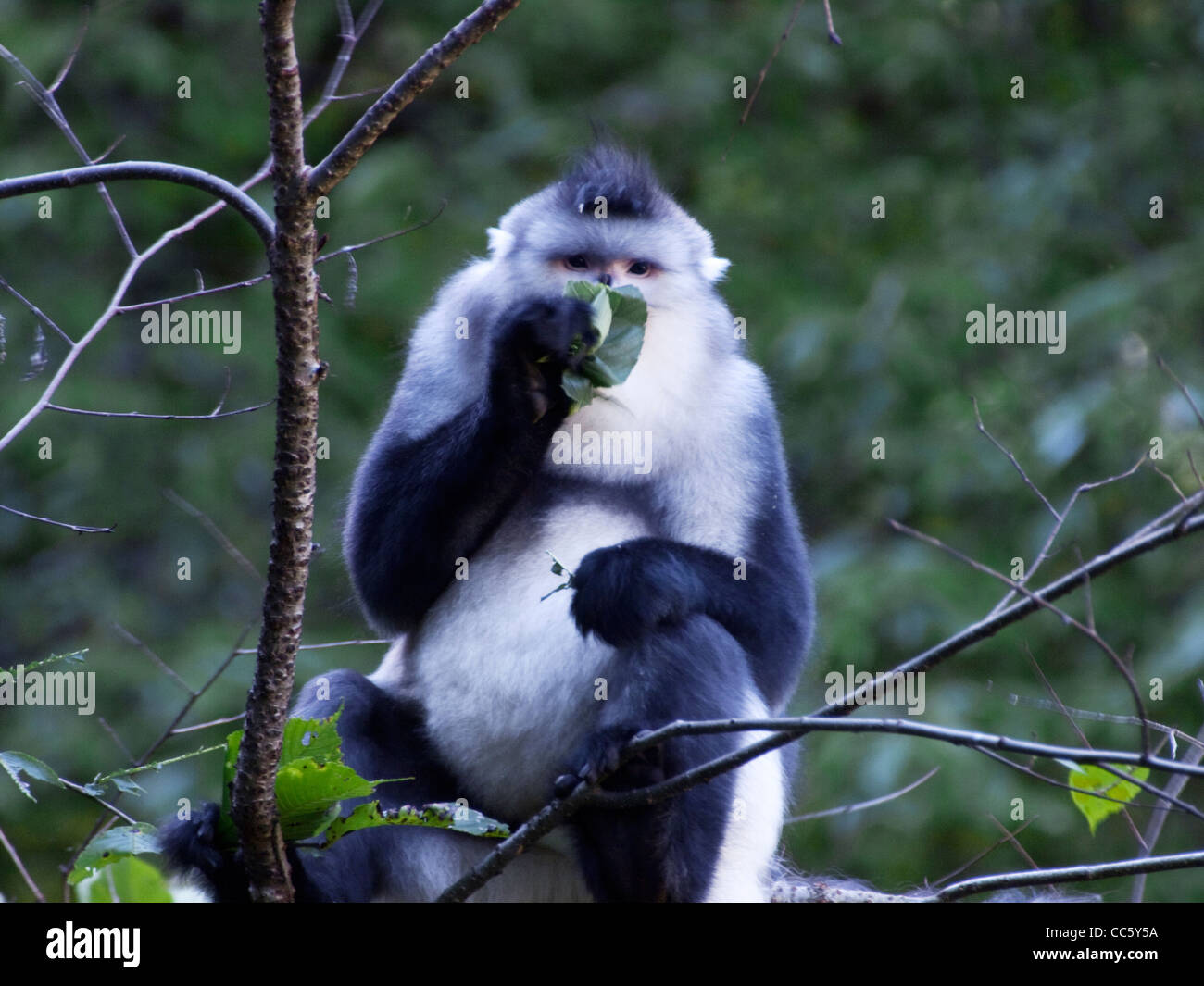 Schwarzen stupsnasige Affe, Yunling Berge Nature Reserve, Nujiang, Yunnan, China Stockfoto