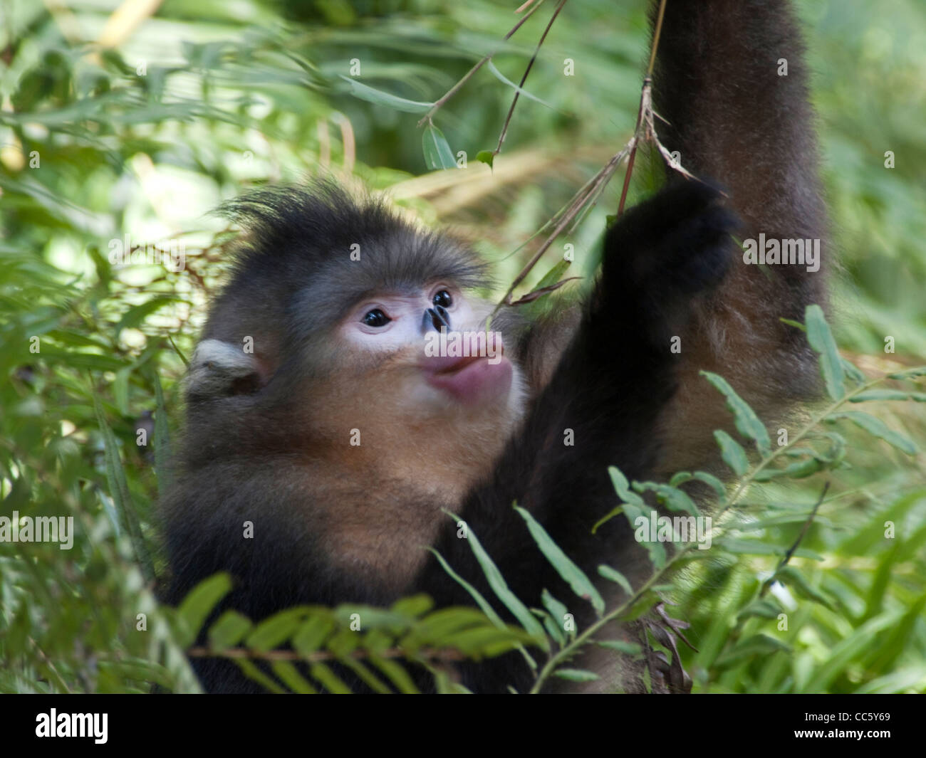 Schwarzen stupsnasige Affe, Yunling Berge Nature Reserve, Nujiang, Yunnan, China Stockfoto