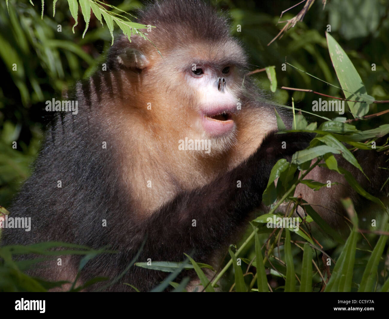 Schwarzen stupsnasige Affen essen Bambus Blätter, Yunling Berge Nature Reserve, Nujiang, Yunnan, China Stockfoto