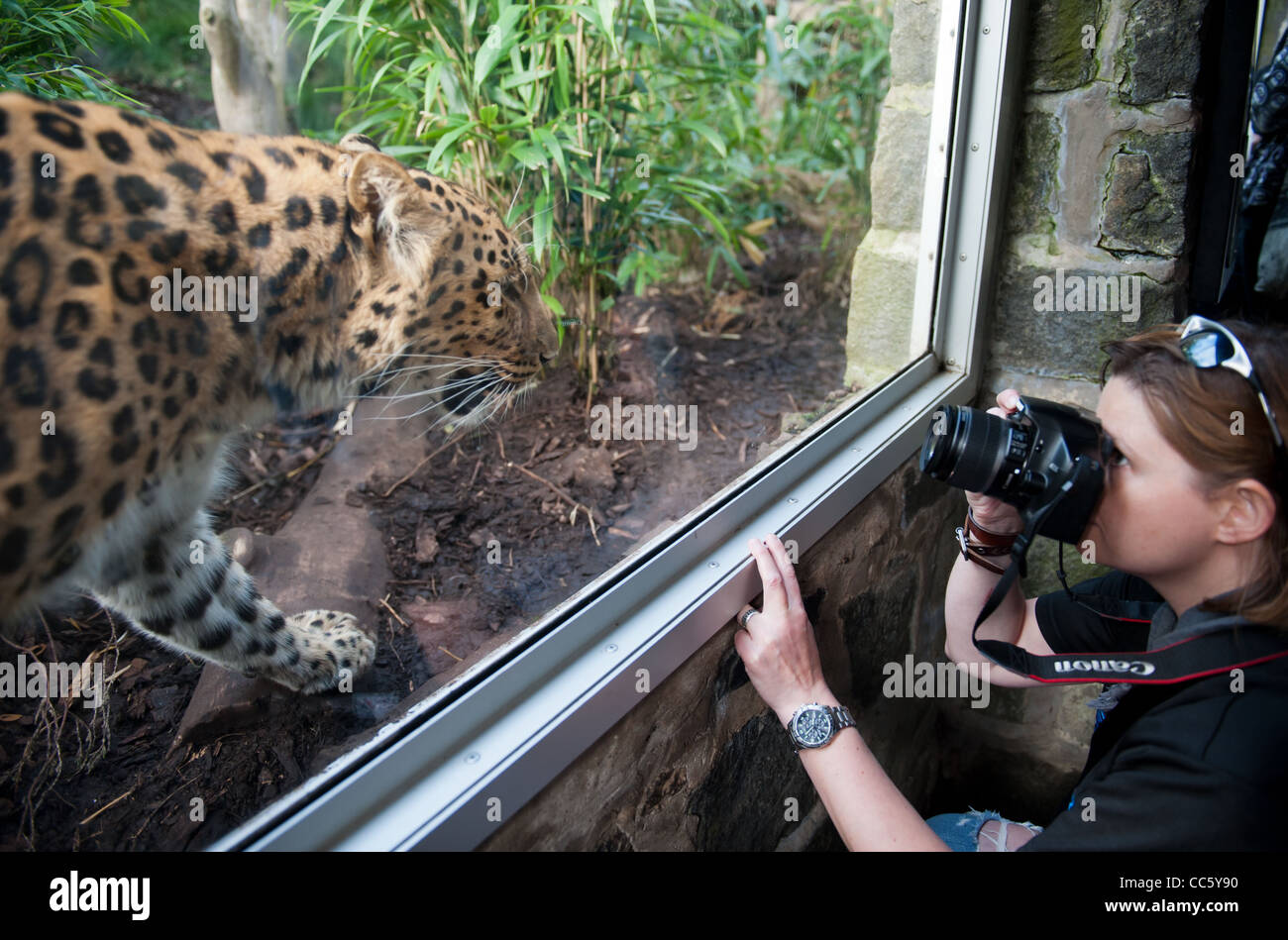 Ein Zoo-Besucher im Zoo von Edinburgh nimmt ein Bild von einem der großen Katzen auf dem Display. Stockfoto