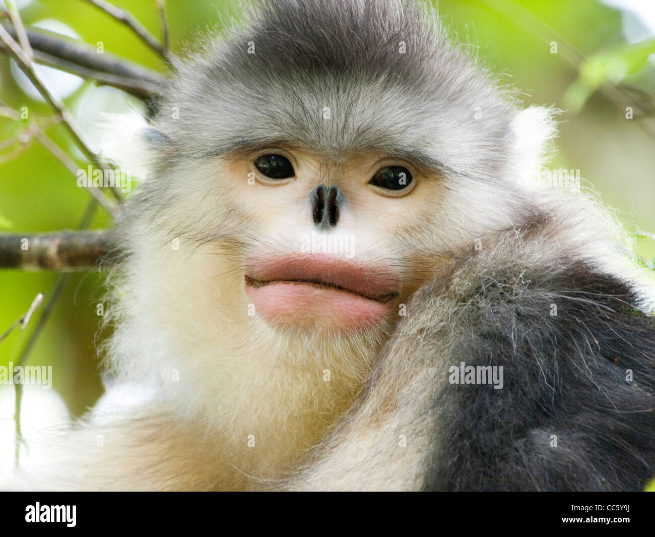 Schwarzen stupsnasige Affe, Yunling Berge Nature Reserve, Nujiang, Yunnan, China Stockfoto