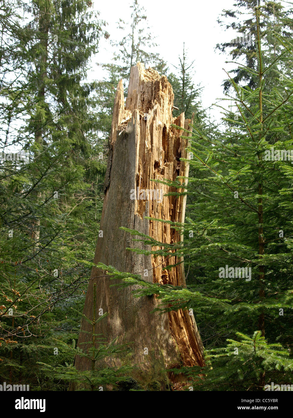 morsch, alt, großer Baum im Wald / Morscher, verändern, großer Baum Im Wald Stockfoto