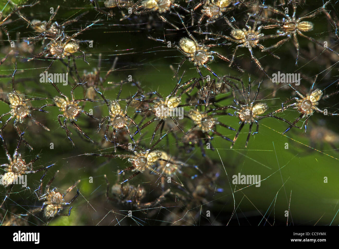 Ein Nest von Hunderten von Baby blau-footed Vogelspinnen Luken im peruanischen Amazonasgebiet Stockfoto