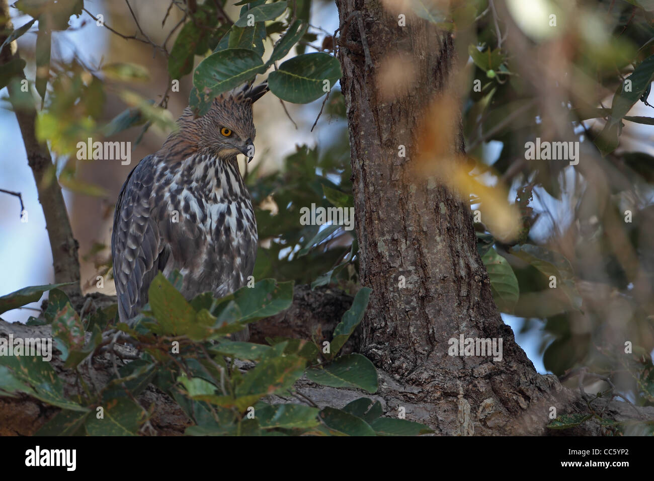 Crested Hawk-Adler (Spizaetus Cirrhatus) Stockfoto