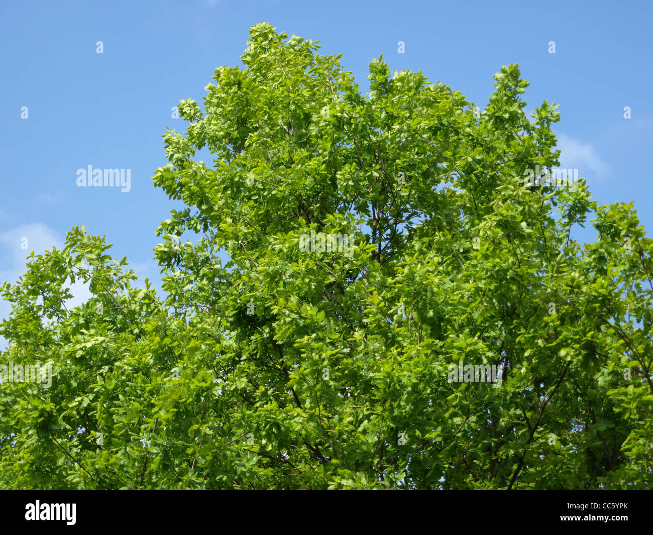 Eiche, Baum / Quercus Robur / Stiel-Eiche Stockfoto