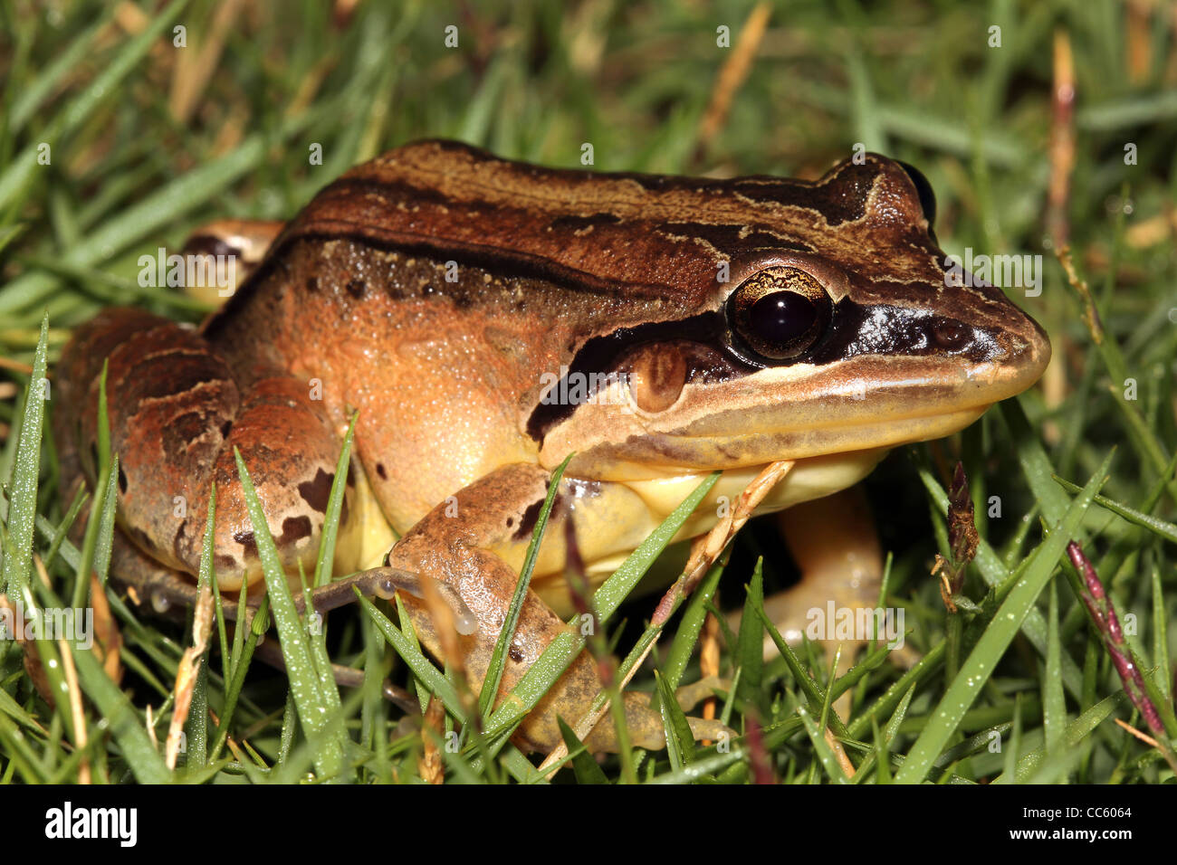 Eine Rose unterstützt Thin-toed Frosch (Leptodactylus Rhodonotus) sitzen im Rasen im peruanischen Amazonasgebiet Stockfoto