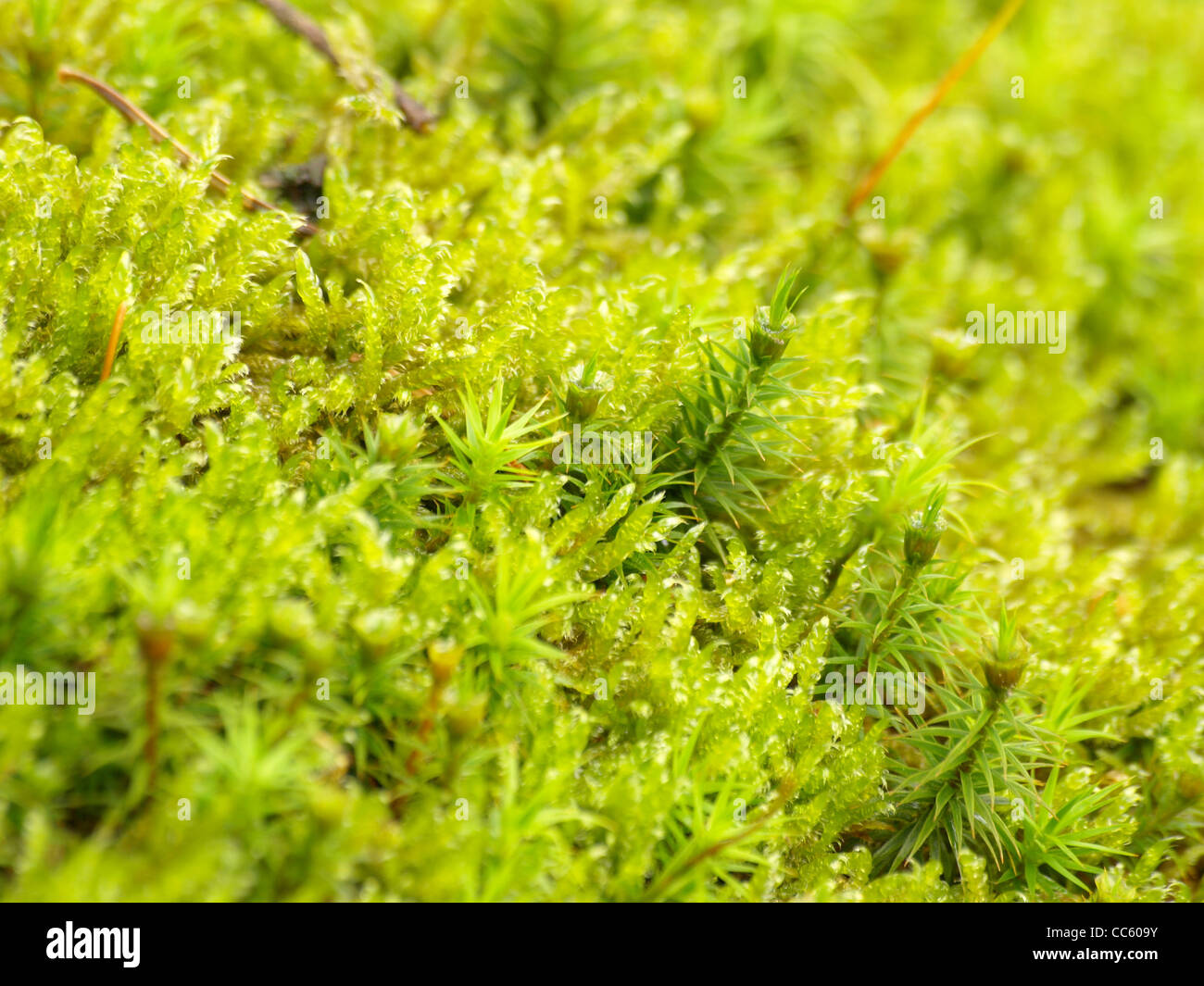 Moos Flora Stockfotos und -bilder Kaufen - Alamy