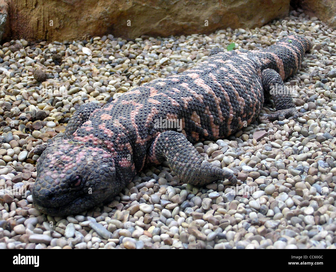 Das Gila-Monster (Heloderma suspectum), ein giftiges Reptil, wird im Bristol Zoo in England ausgestellt. Sie ist im Südwesten der USA und im Norden Mexikos beheimatet und für ihre auffälligen Farbmuster und die langsame Natur bekannt. Das Gila-Monster kann bis zu 20 Jahre leben. Stockfoto