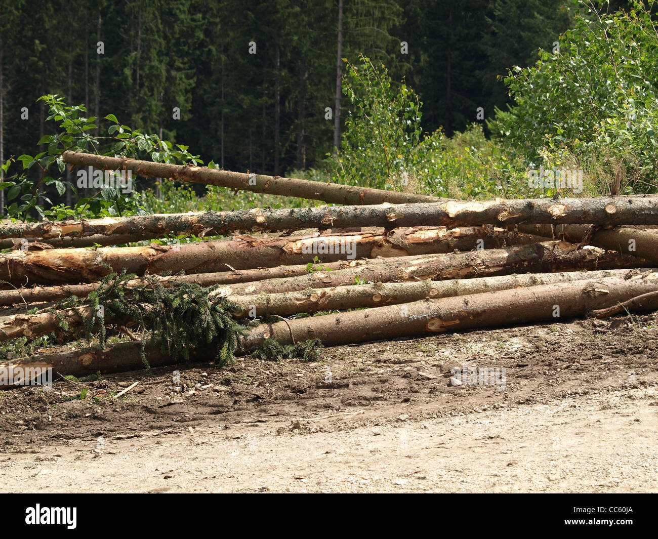 lange meldet sich nach Bäume umgefallen / Langholz Nach Baumfällung Stockfoto