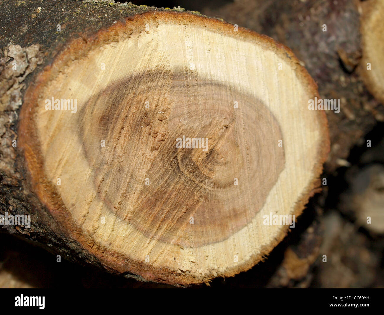 Jahresringe aus einer Eiche / Quercus / ringporig Einer Eiche Stockfoto