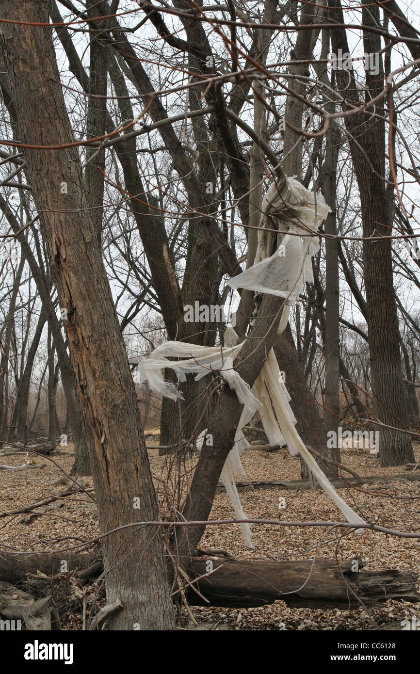 Zerfetzte Kunststoff hängen von einem Baum in einem Wald in Minnesota. Stockfoto