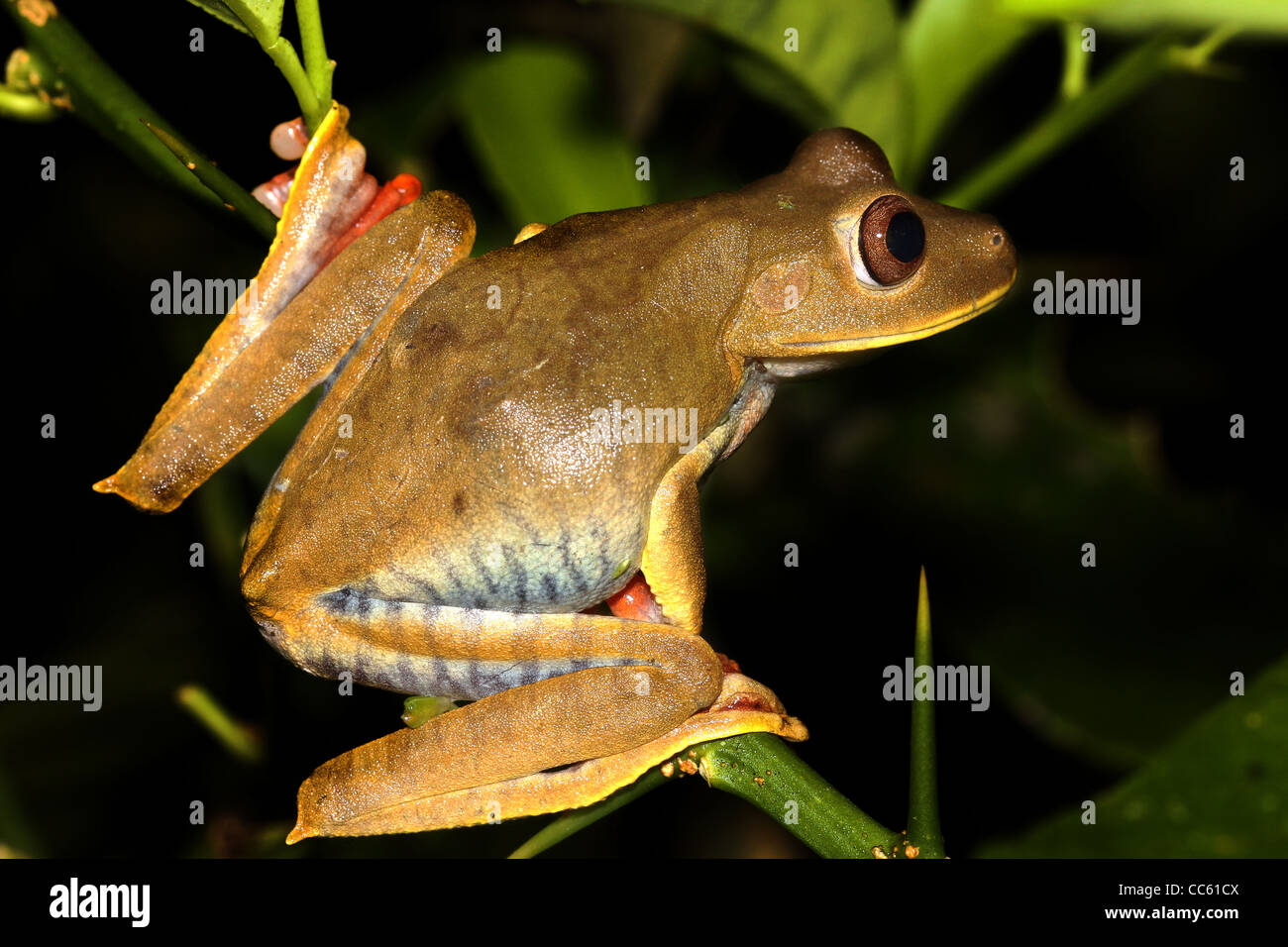 Die Karte Treefrog (Hypsiboas Geographicus) im peruanischen Amazonas isoliert mit Platz für text Stockfoto