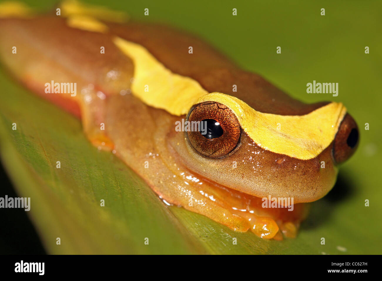 Ein Clown Frosch (Dendropsophus Leucophyllatus) im peruanischen Amazonasgebiet Stockfoto