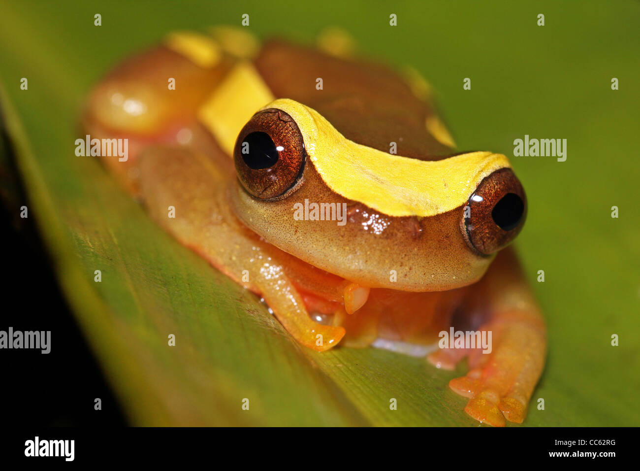 Ein Clown Frosch (Dendropsophus Leucophyllatus) im peruanischen Amazonasgebiet Stockfoto