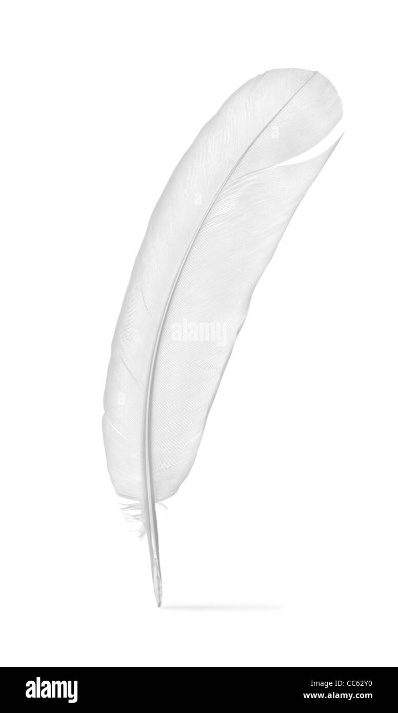 Feder von einer Taube auf einem weißen Hintergrund isoliert Stockfoto
