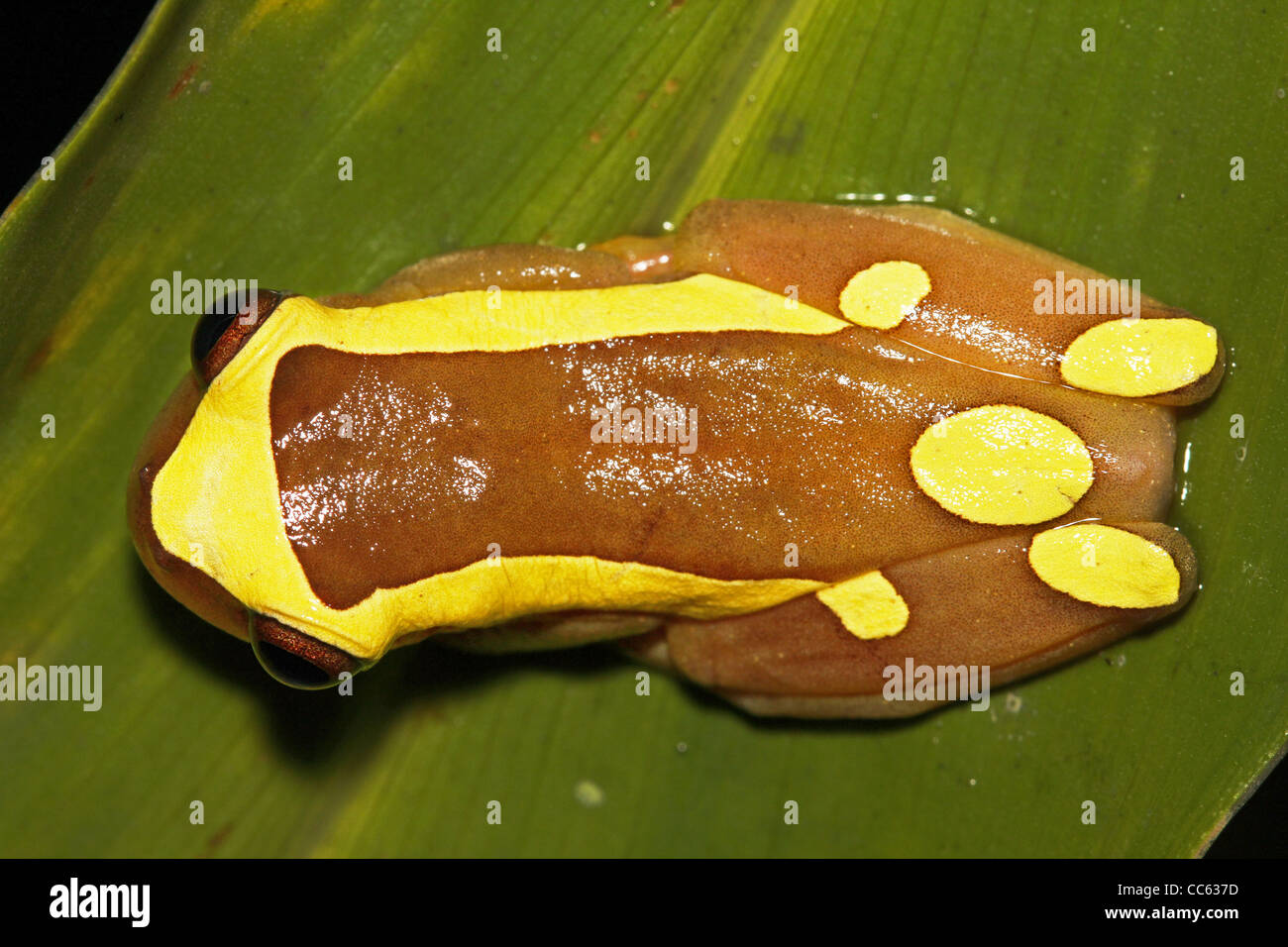 Ein Clown Frosch (Dendropsophus Leucophyllatus) im peruanischen Amazonasgebiet Stockfoto