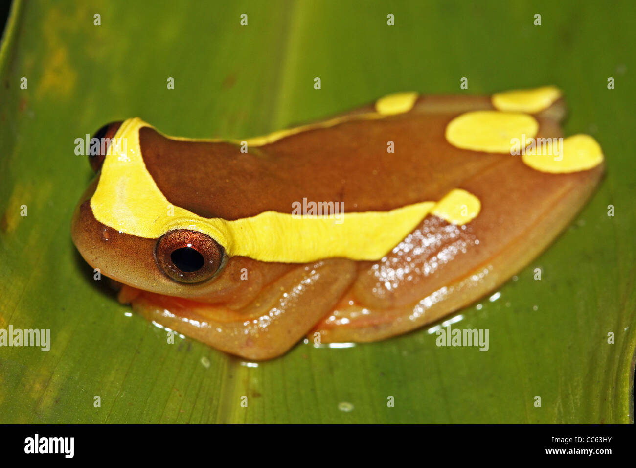 Ein Clown Frosch (Dendropsophus Leucophyllatus) im peruanischen Amazonasgebiet Stockfoto