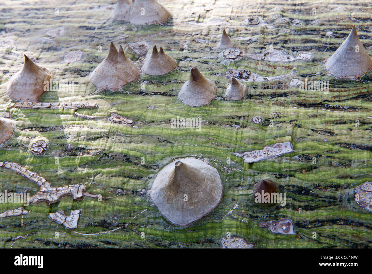 Nahaufnahme von Dornen auf der Rinde ein Kapok-Baum aus der Familie Malvaceae, Ceiba Pentandra Stockfoto