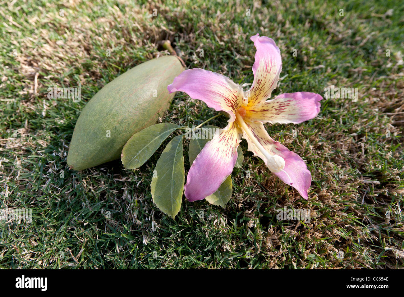 Blume und Seed Pod ein Kapok-Baum aus der Familie Malvaceae, Ceiba Pentandra Stockfoto