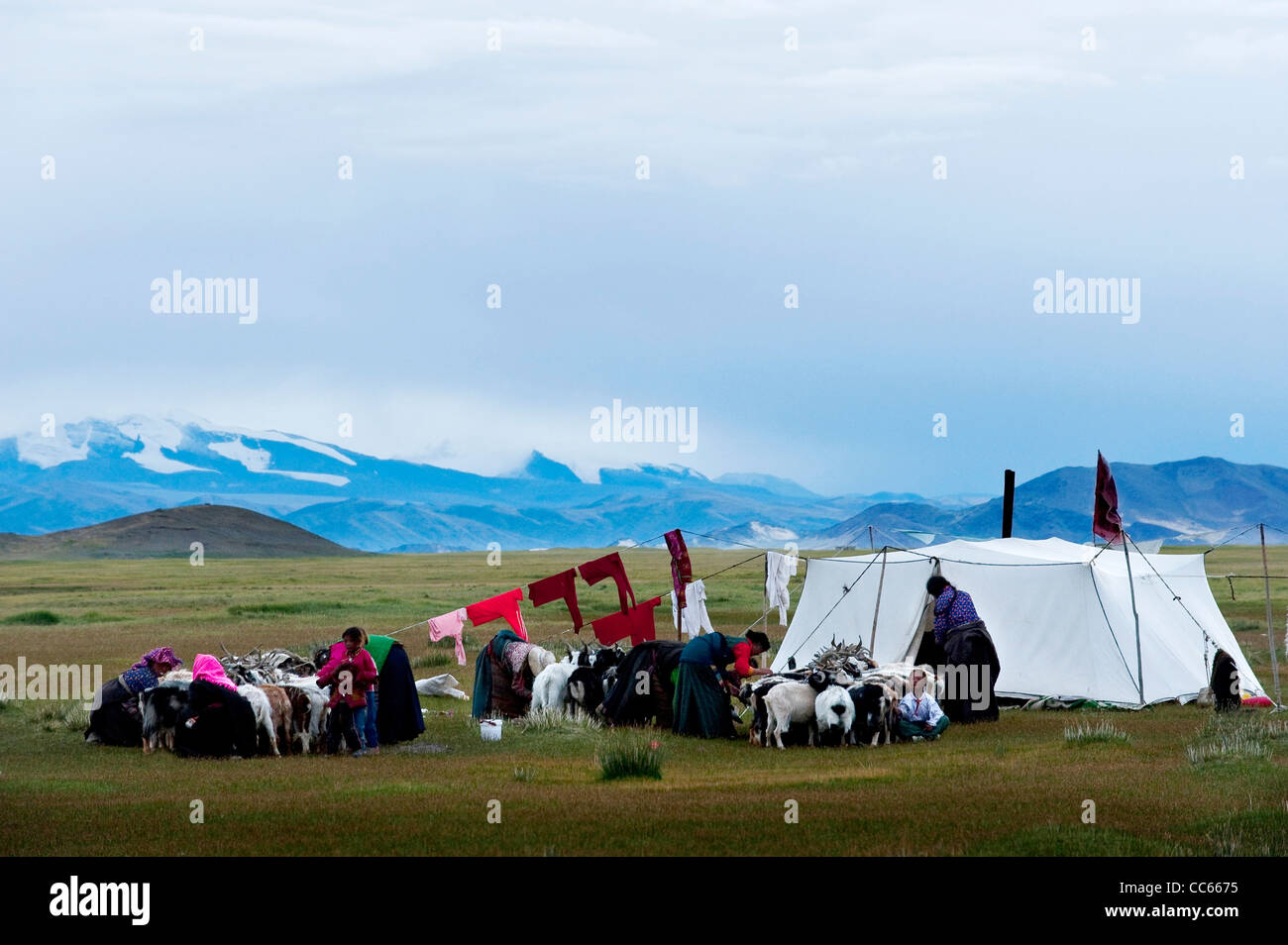 Tibetische Frauen Milch Ziege, Ngari, Tibet, China Stockfoto