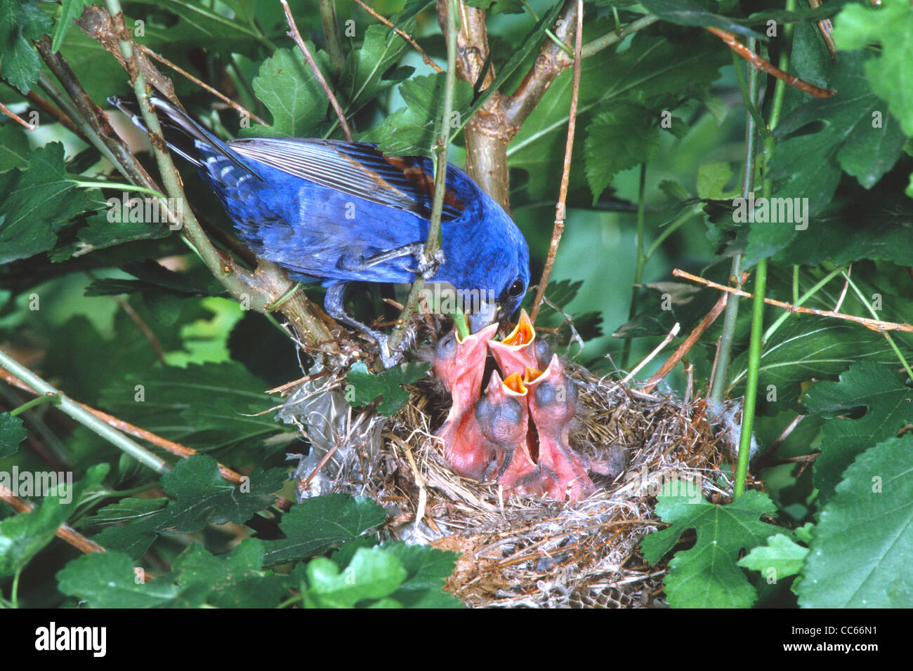 Blaue Kernbeißer Fütterung der Jungvögel im Nest in Maulbeerbaum Stockfoto