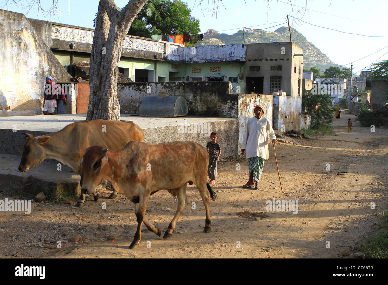 Alte und junge Rinder gehen. Rajasthan. Indien Stockfoto