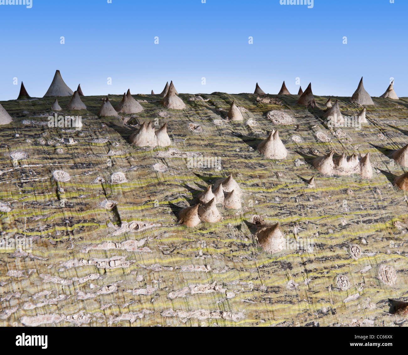 Nahaufnahme der Rinde eines Baumes Kapok der Familie Malvaceae, Ceiba Pentandra Stockfoto