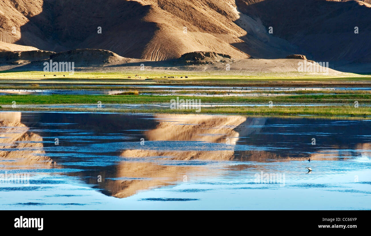 Pangong Tso, Ngari, Tibet, China Stockfotografie Alamy