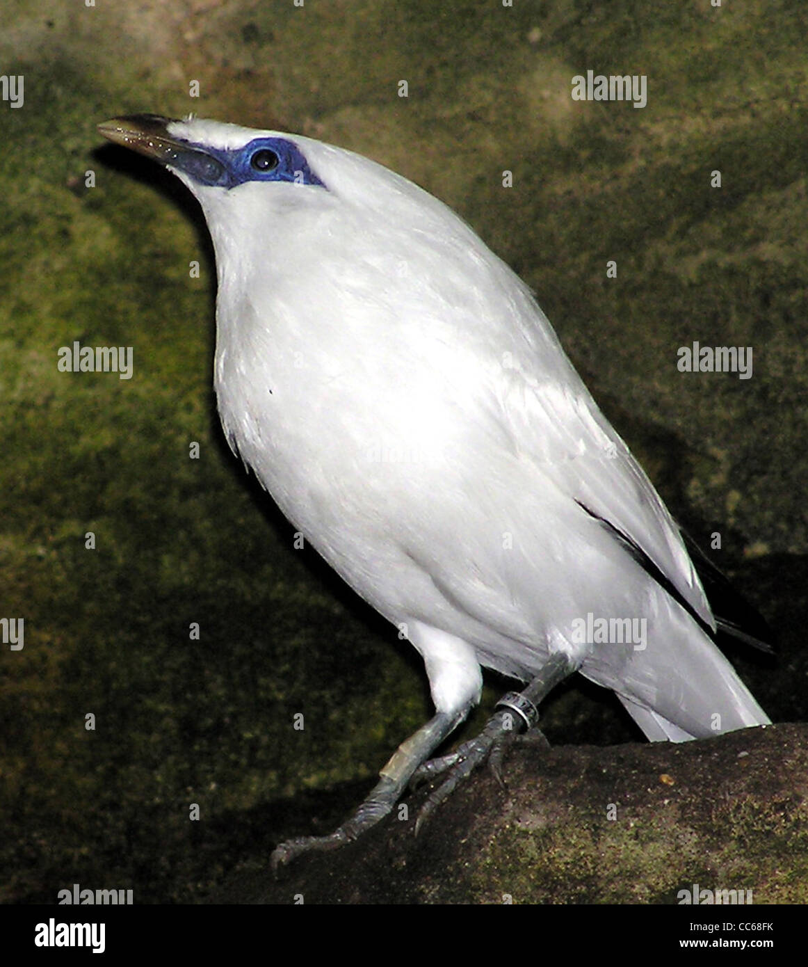 Ein Bali-Starling (Leucopsar rothschildi) in der Voliere des Bristol Zoo in Bristol, England. Diese vom Aussterben bedrohte Art ist bekannt für ihr markantes weißes Gefieder und ihre blauen Gesichtsmarkierungen, was sie zu einem Highlight für Vogelliebhaber und Naturschützer macht. Stockfoto