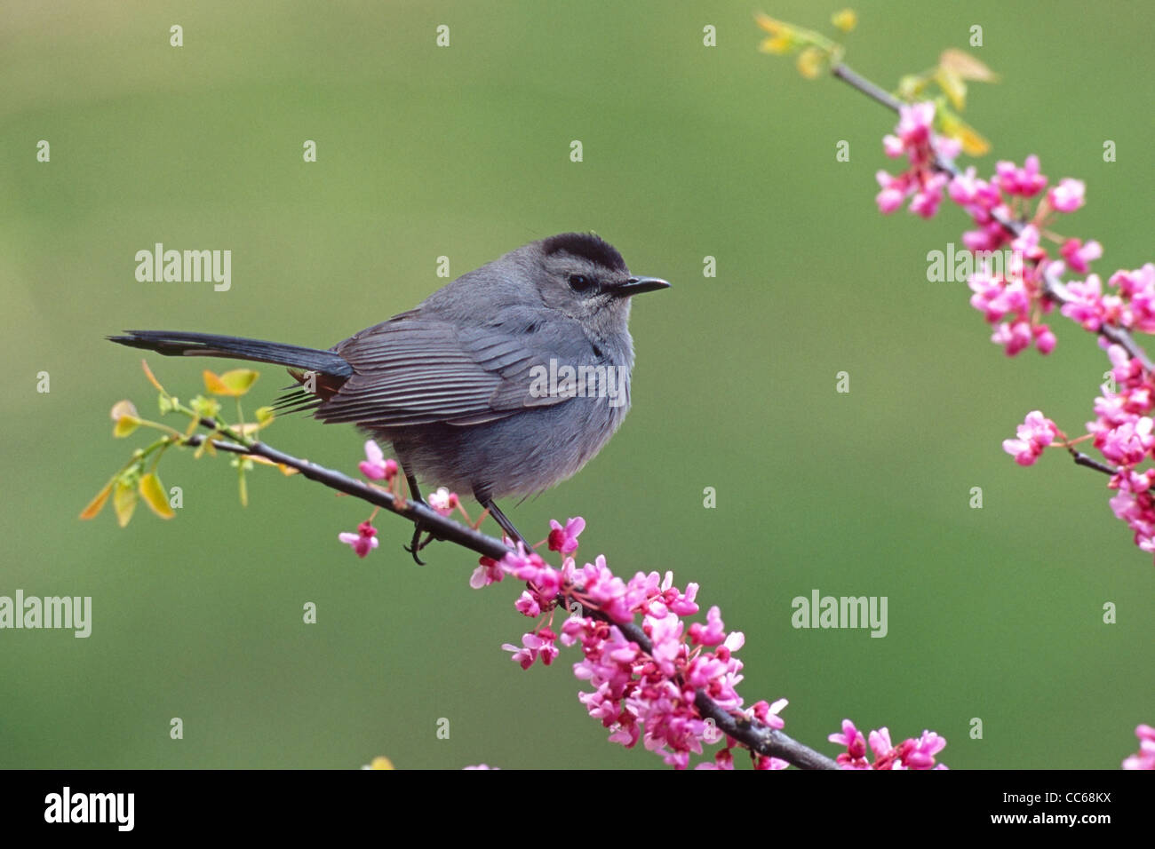 Graues Catbird hocken im Redbud Blüten Stockfoto