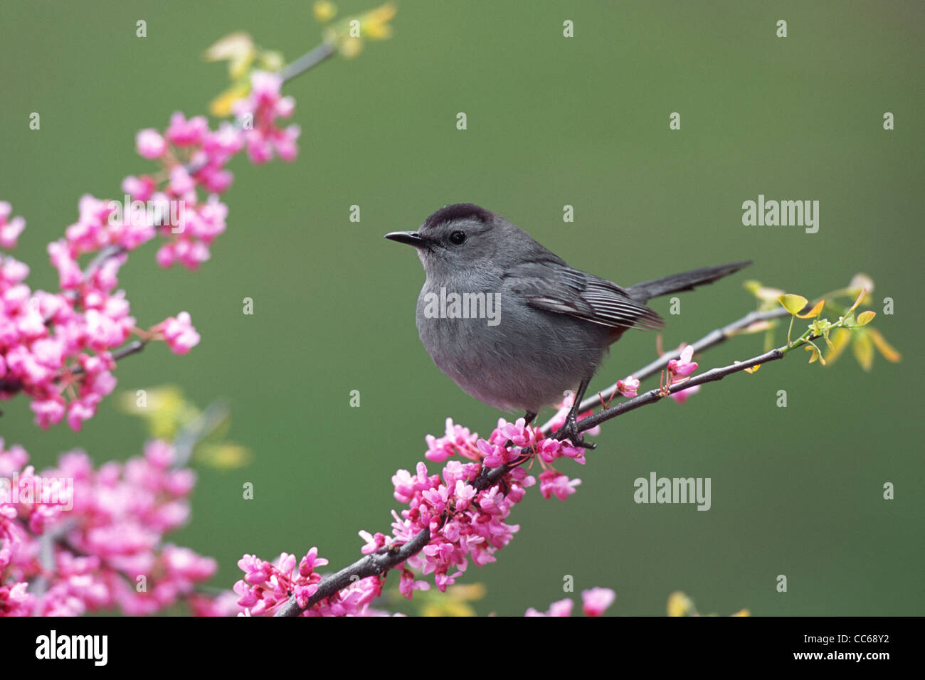 Graue Catbird thront im Redbud Blüten Stockfoto