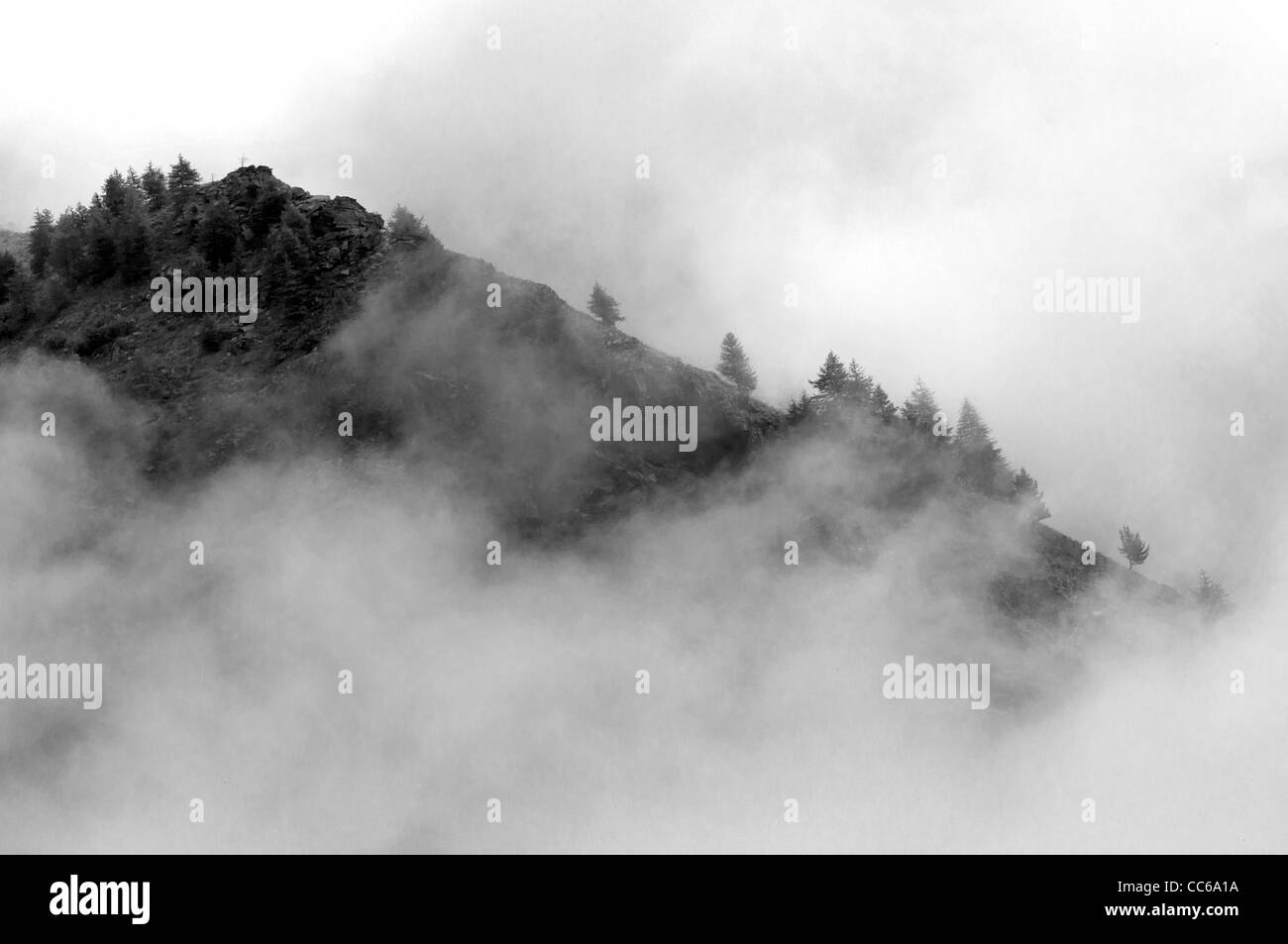 Pine Ridge in Piemont (Naturpark Rocciavrè) Stockfoto