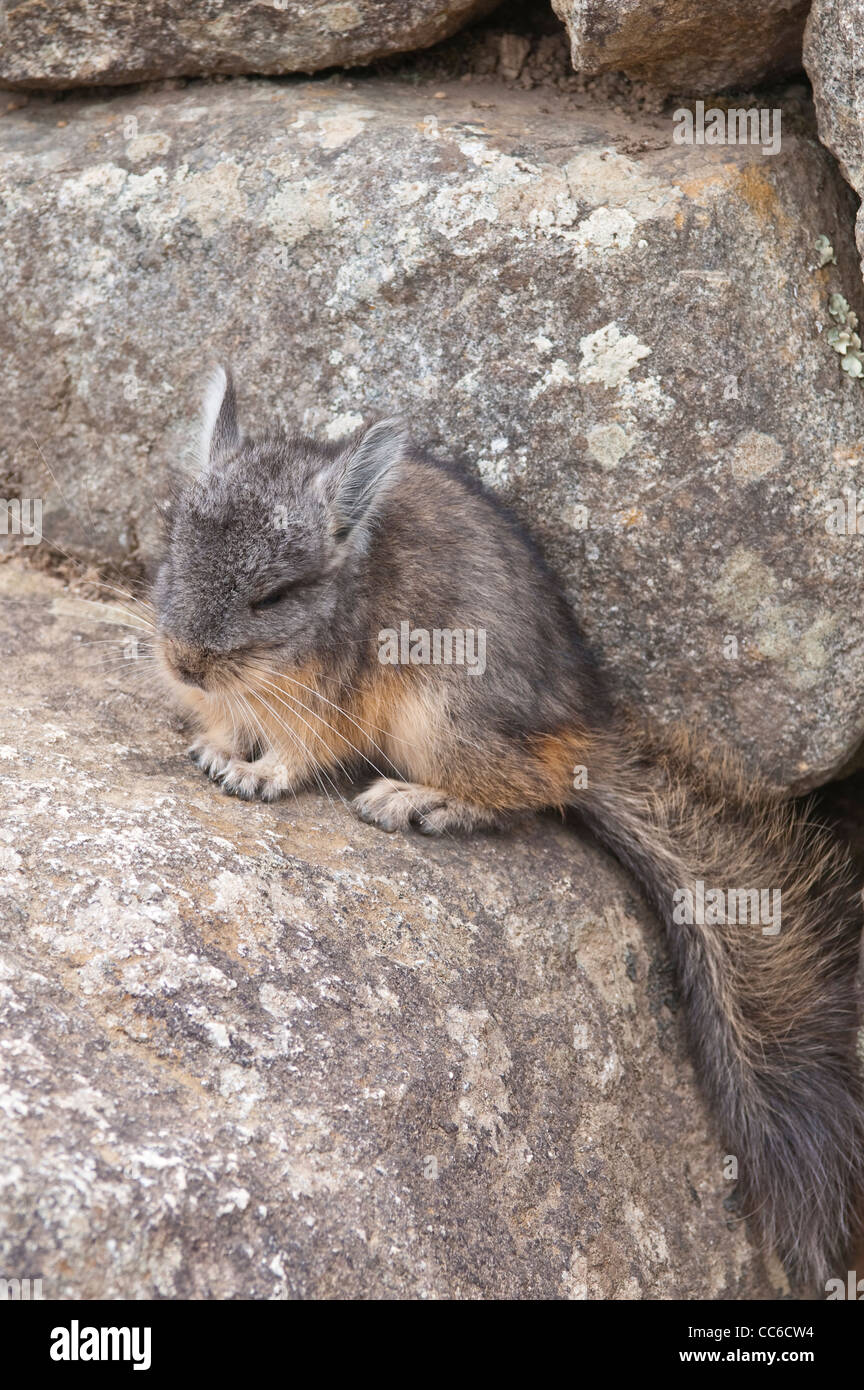 Peru. Chinchilla in der alten Inka-Ruinen von Machu Picchu. Stockfoto